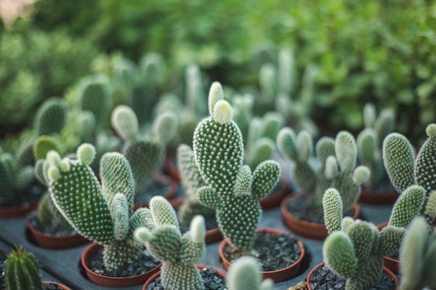 Cactus boom close-up