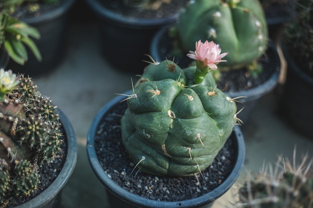 Cactus boom close-up