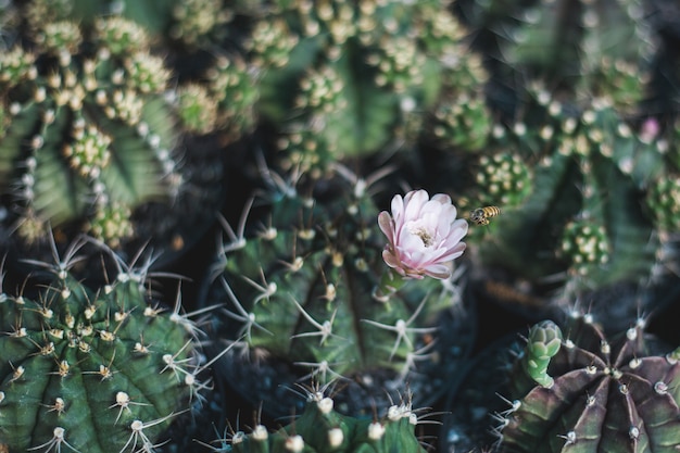 Cactus boom close-up