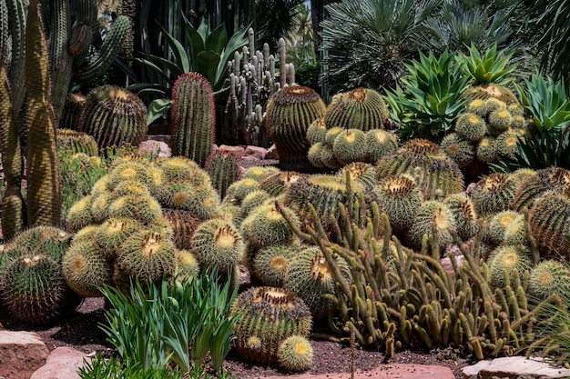 Cactus in the botanical garden