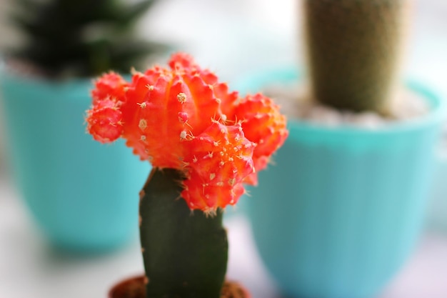 Allevamento di cactus bellissimo cactus rosso gymnocalycium mihanovichii in vaso