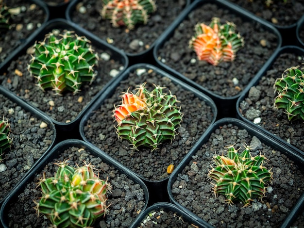 Allevamento di cactus cactus in vaso di plastica nel negozio di fattoria di cactus