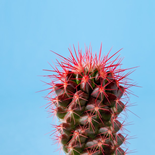 Cactus on a bright colored, copy space.