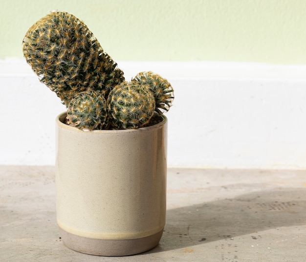 Cactus in a brown ceramic pot on cement table background.