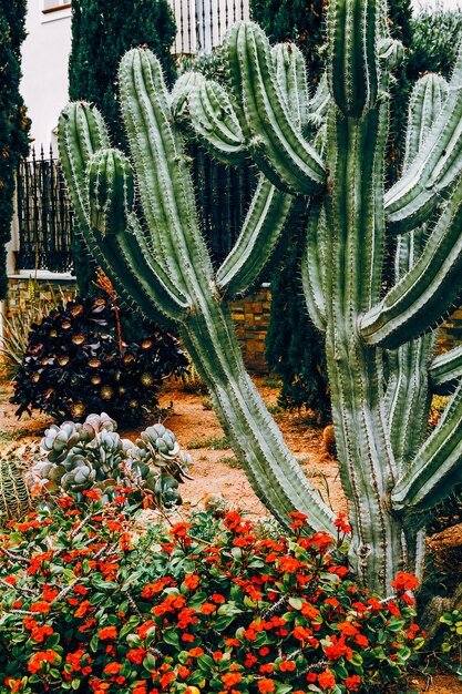 Cactus. amante dei cactus. canarie