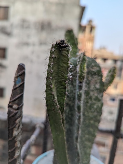 Photo cactus cacti plant china flowerpot balcony outdoor clay rooftop tiles gardening