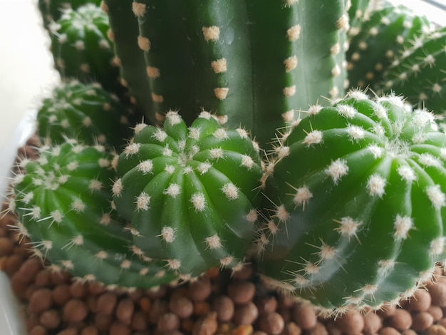 Cactus and Cactus flowers popular for decorative