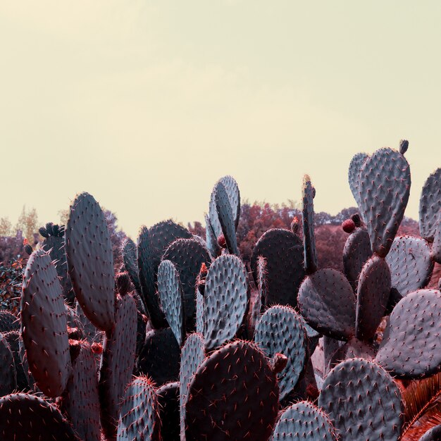 Photo cactus. cactus lover.  fashion plant