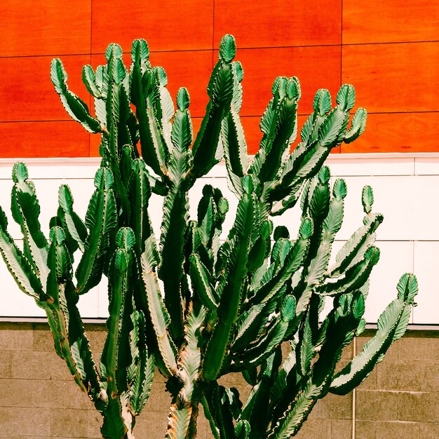 Photo cactus. cactus lover. minimalism in the city