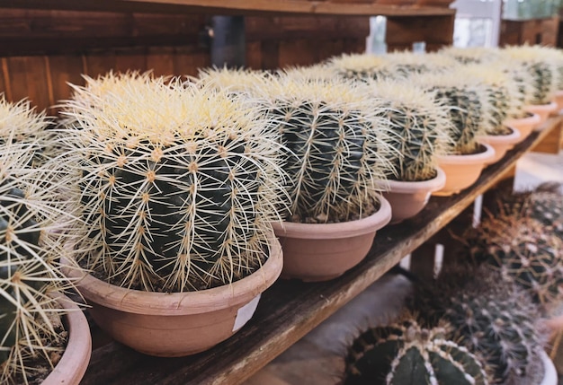 Cactus cactus plant in pot Huis tuinieren concept