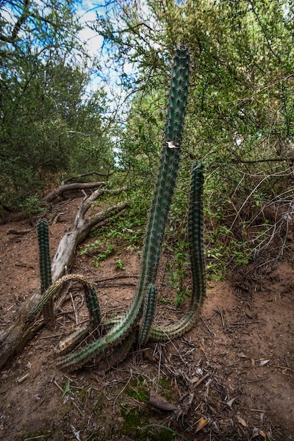 Cactus in calden forest landscape La Pampa province Patagonia Argentina