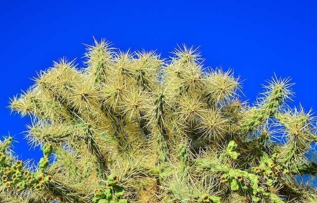 青い空を背景にしたサボテンケインCholaCylindropuntiaspinosiorアリゾナUSA
