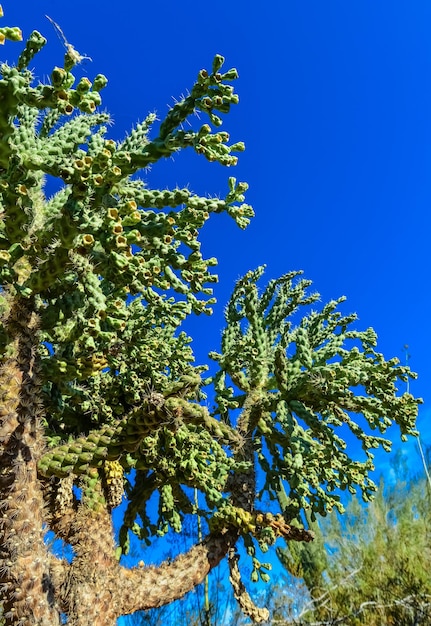 Кактус тростника Чола Cylindropuntia spinosior на фоне голубого неба Аризона США