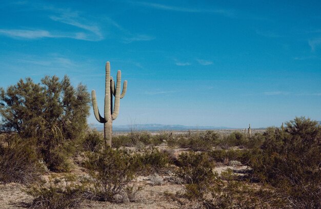 Cactus chronicles the fascinating story of survival and splendor in arid lands