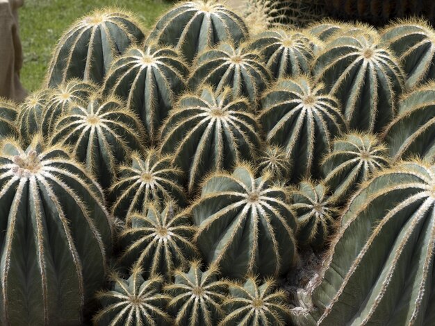 Cactus close up detail