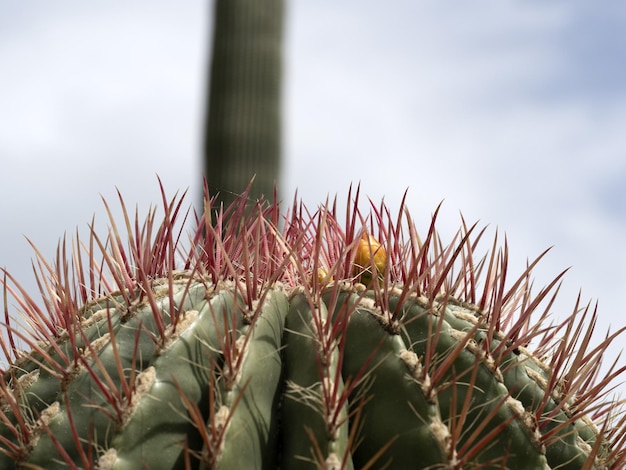 Cactus close-up detail