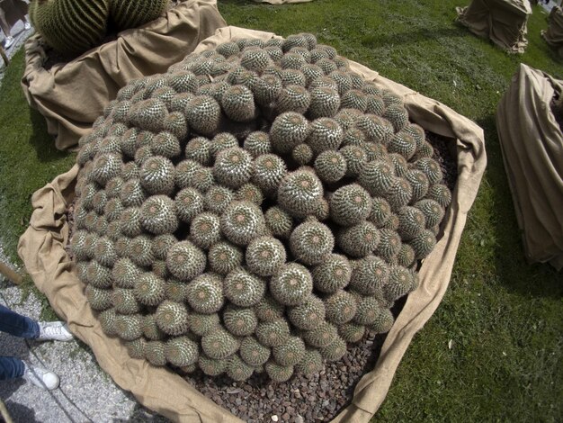 Photo cactus close up detail