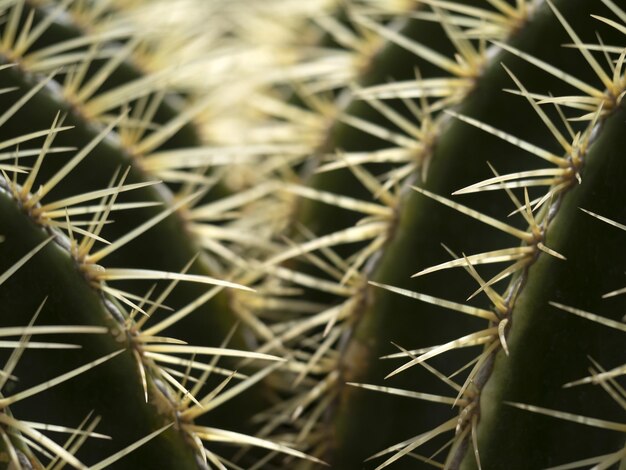 Cactus close up detail