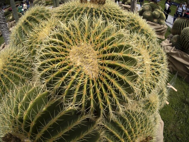 Cactus close-up detail