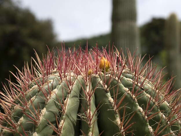 Photo cactus close up detail