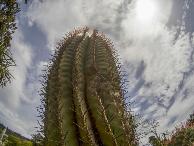 Cactus close up detail