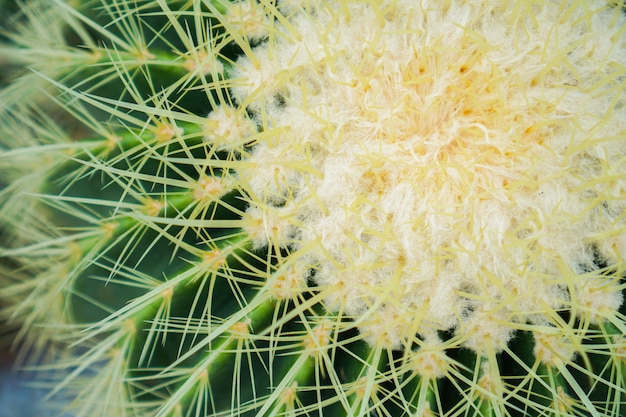 Cactus close-up foto