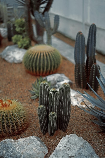 Cactus close-up op zand in cactustuin