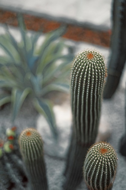 Cactus close up with blur background