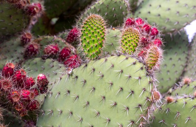 Alto vicino del cactus con frutta