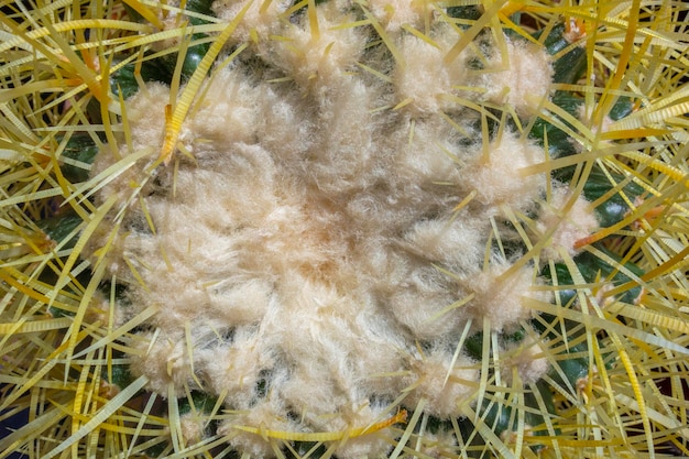 cactus close-up