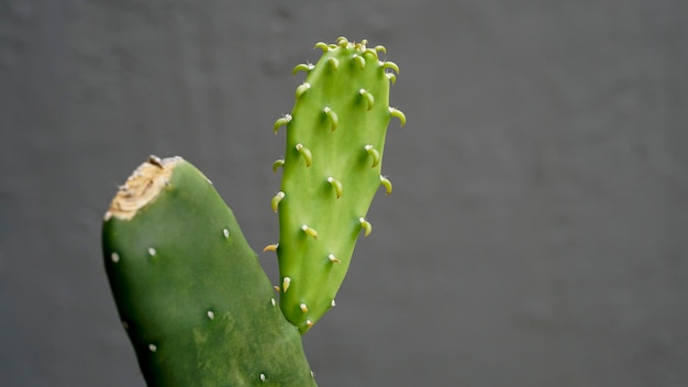 Cactus close up