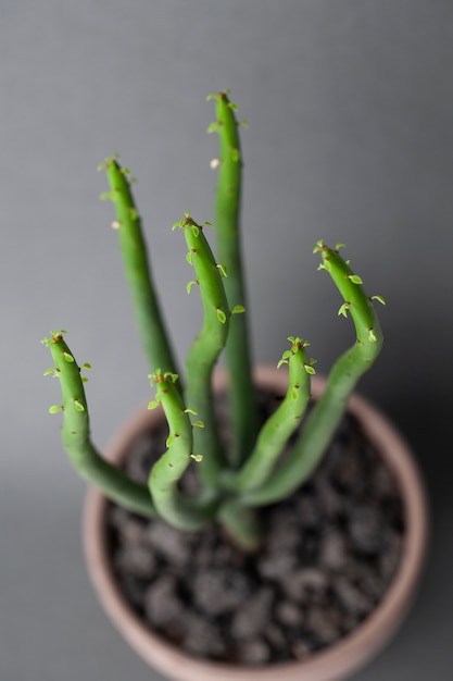 cactus closeup on grey wall