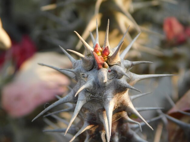Photo cactus closeup