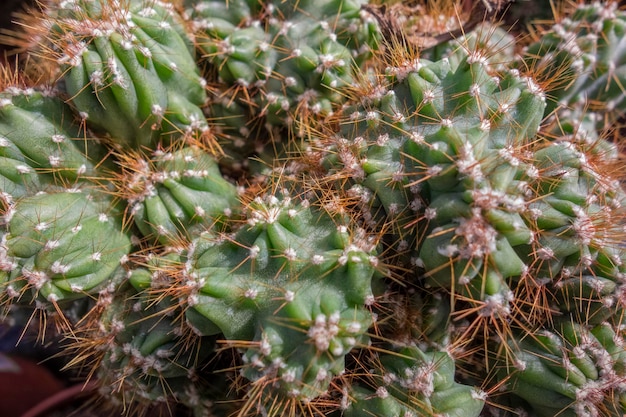 cactus closeup