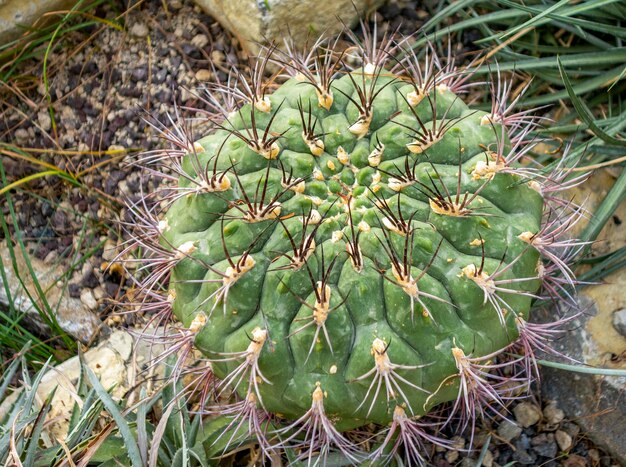 Photo cactus closeup