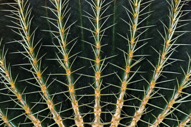 Cactus closeup