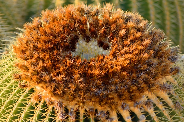 Primo piano del cactus