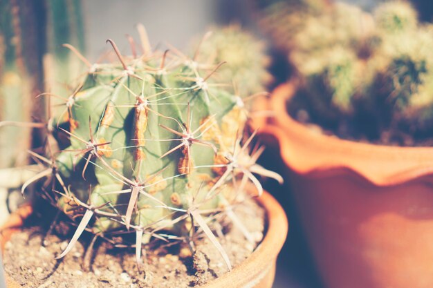  cactus cluster. well known species of cactus