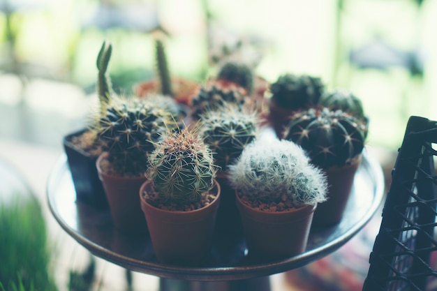 Photo cactus in coffee cafe
