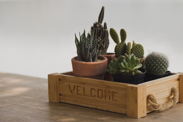 Photo cactus in a coffee shop