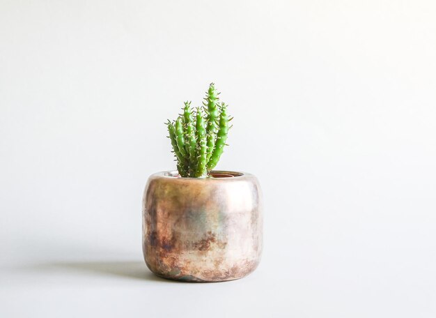 Cactus in the copper pot Decorative plant in minimalistic modern room interior