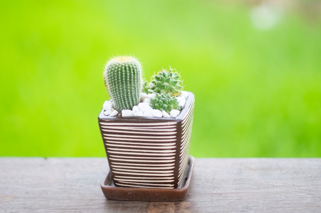 Cactus in un vasetto carino