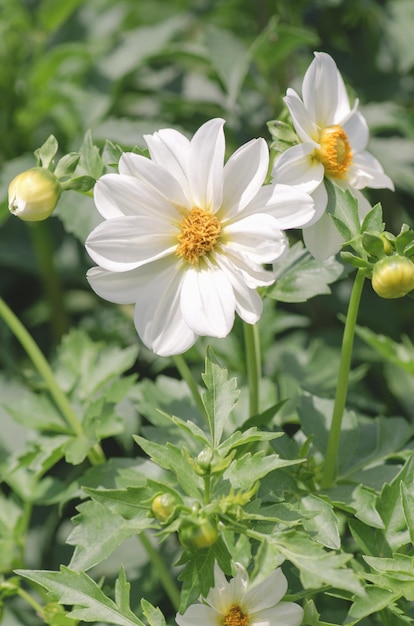 サボテンダリア白い星ダリア白いサボテンの花が庭に