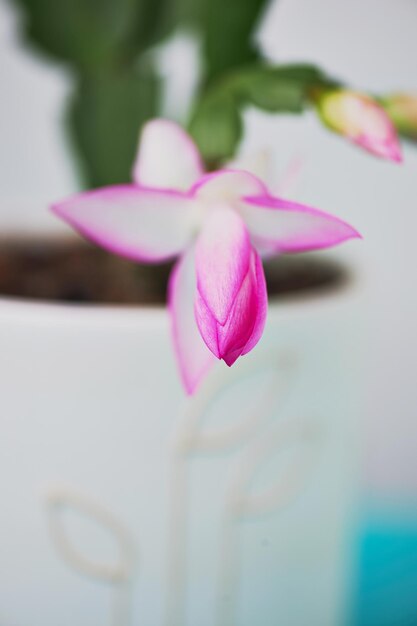 The cactus Decembrist the first spring bloom Pink flowering light pot on light background