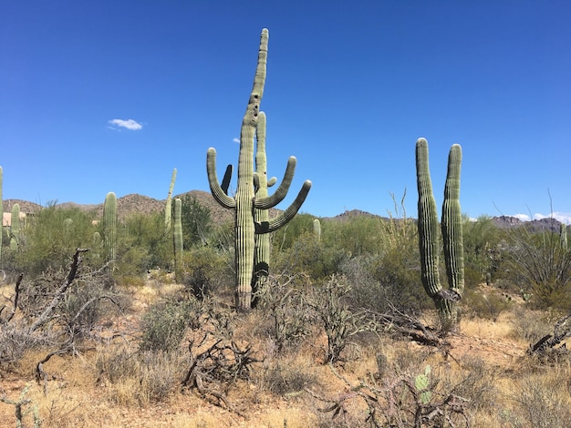 Foto cactus nel deserto contro un cielo blu limpido