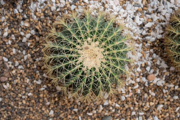 cactus in desert, cactus Nature green background