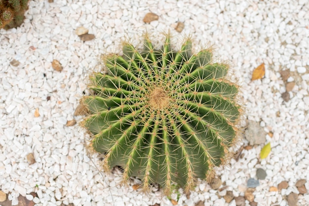 cactus in desert, cactus Nature green background