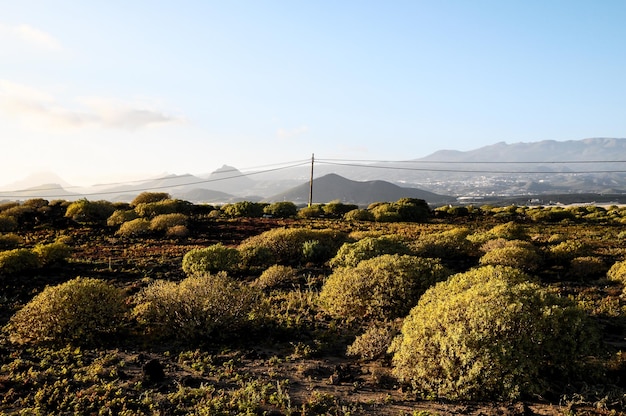 Cactus in the Desert at Sunset Tenerife South Canary Islands Spain