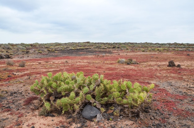 Cactus in the Desert