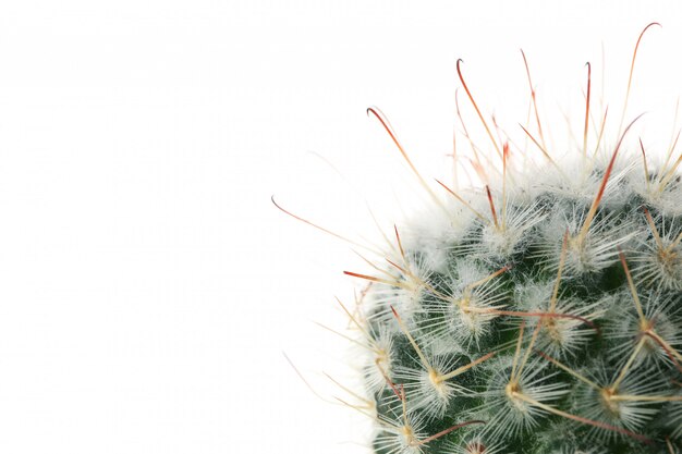 Cactus die op witte oppervlakte wordt geïsoleerd